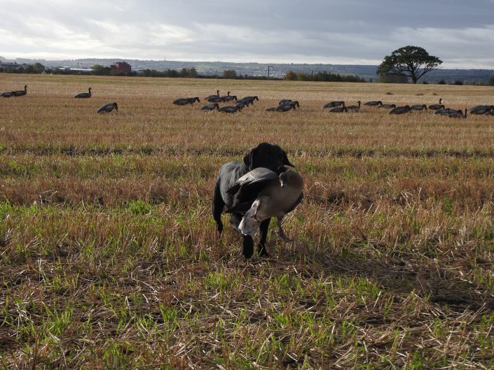 Autentic chasse - chasse des oies en ecosse