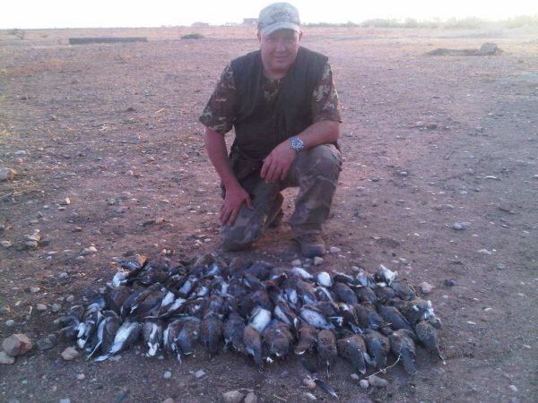 Autentic chasse - chasse des tourterelles au maroc
