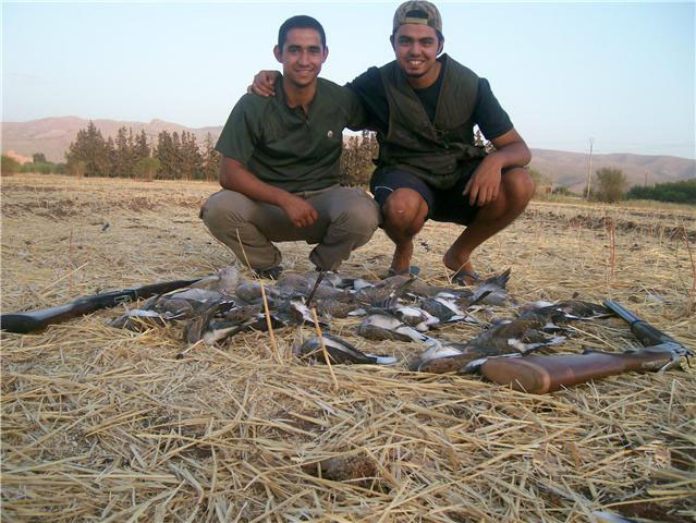 autentic chasse - chasse des tourterelles au maroc