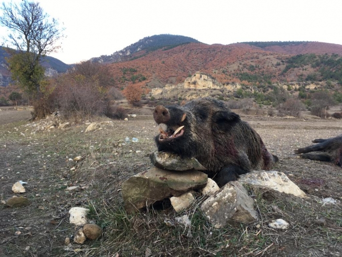 Autentic Chasse - chasse sangliers en Turquie