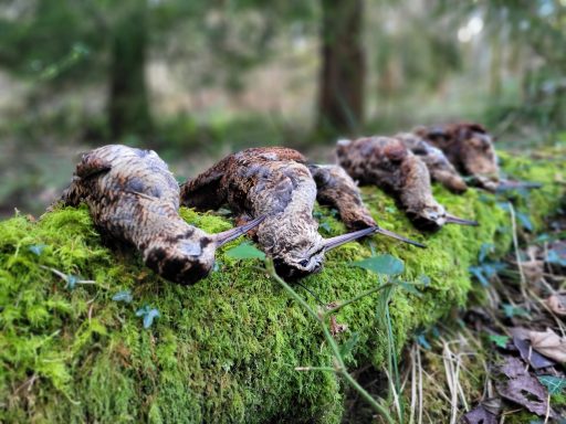 Chasse en Ecosse Séjours de chasse à l'étranger avec Autentic Chasse