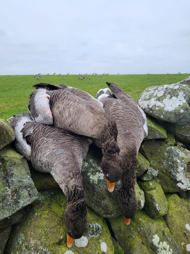 Chasse aux oies en Ecosse Séjours de chasse à l'étranger avec Autentic Chasse