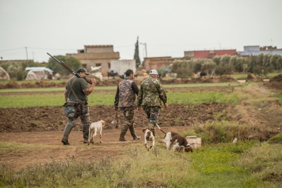 Chasse aux cailles au Maroc Séjours de chasse à l'étranger avec Autentic Chasse