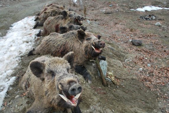 Battue sangliers Turquie Séjours de chasse à l'étranger avec Autentic Chasse