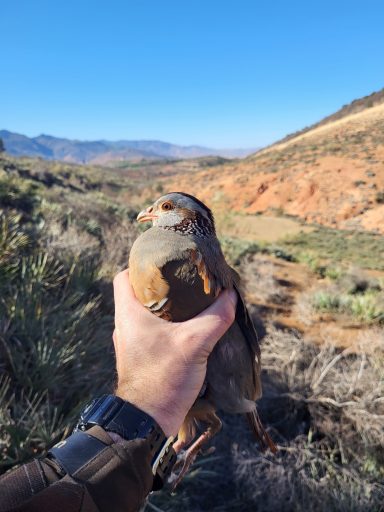 Chasse du petit gibier au Maroc Séjours de chasse à l'étranger avec Autentic Chasse