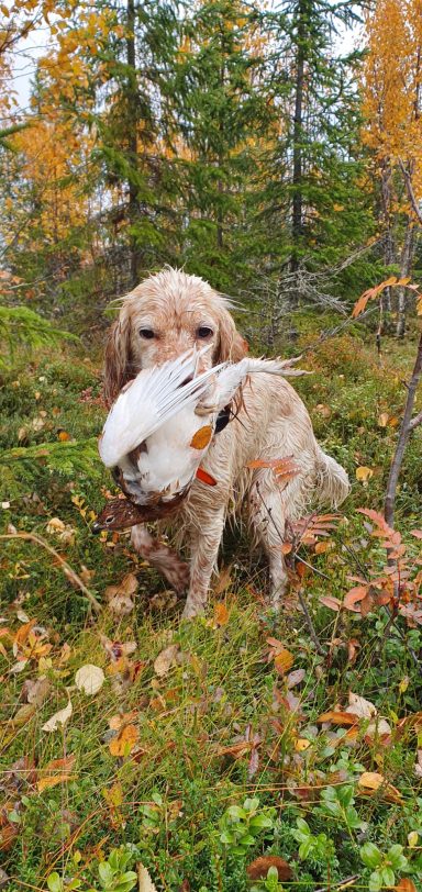 Chasse en Laponie Séjours de chasse à l'étranger avec Autentic Chasse