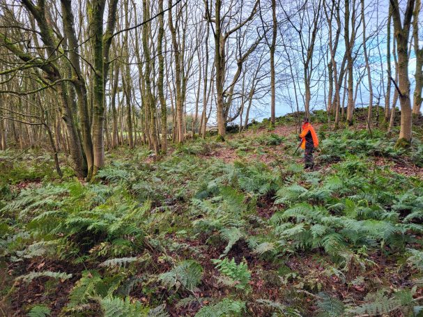 Zone de chasse boisée Chasse en Ecosse avec Autentic Chasse
