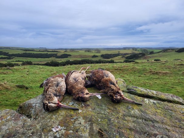 Bécasse en Ecosse Chasse en Ecosse avec Autentic Chasse