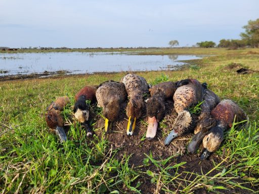 Chasse des canards en Argentine Séjours de chasse à l'étranger avec Autentic Chasse