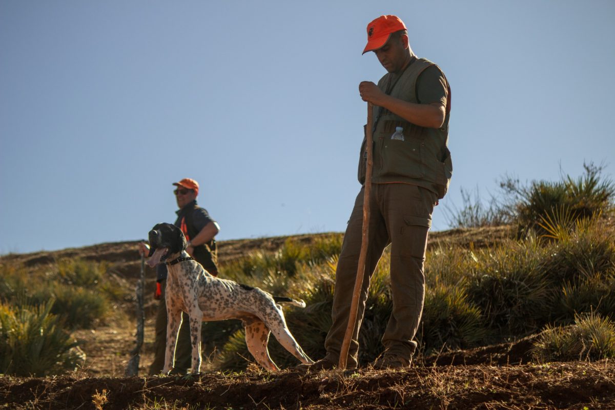 Chasse au petit gibier dans le Loiret et déclin des populations - Actu
