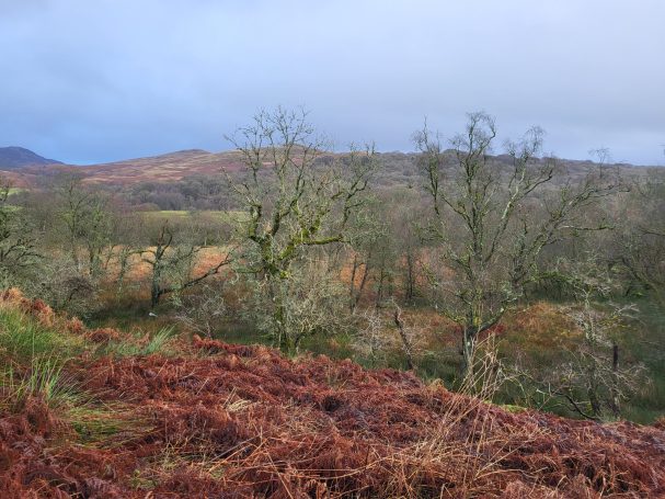 Vue d'une zone de chasse Chasse en Ecosse avec Autentic Chasse