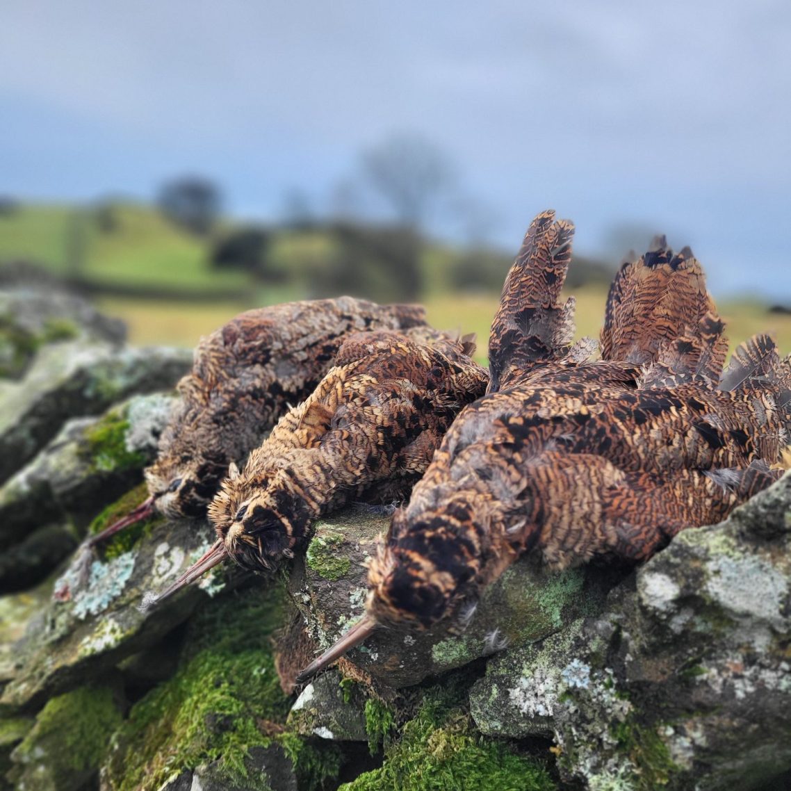 Chasse en Ecosse avec Autentic Chasse Bécasses en Ecosse